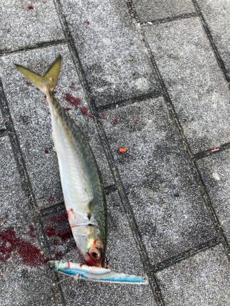 状況変わらず。朝イチ鯖高活性のみ。。