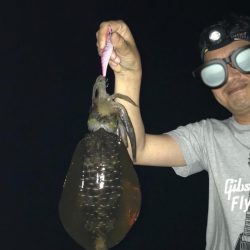 今回初アオリイカ