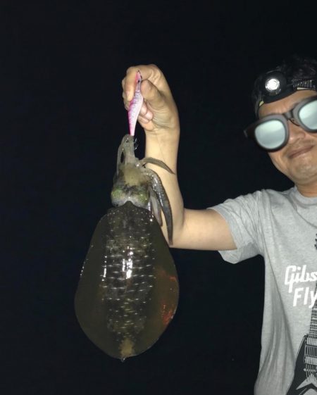 今回初アオリイカ