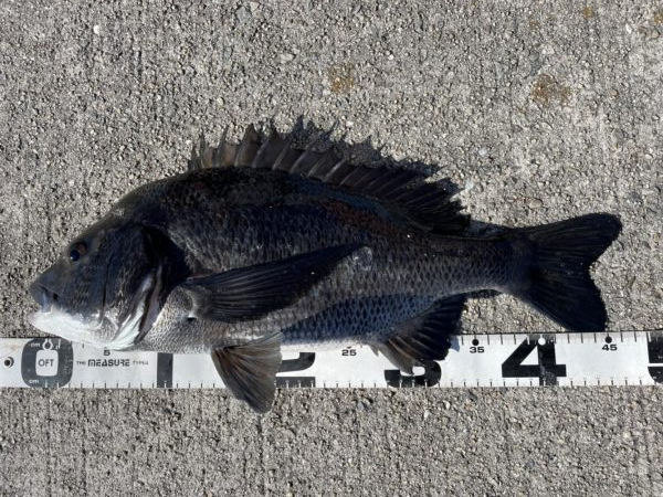 イチノ兄弟、釣果！