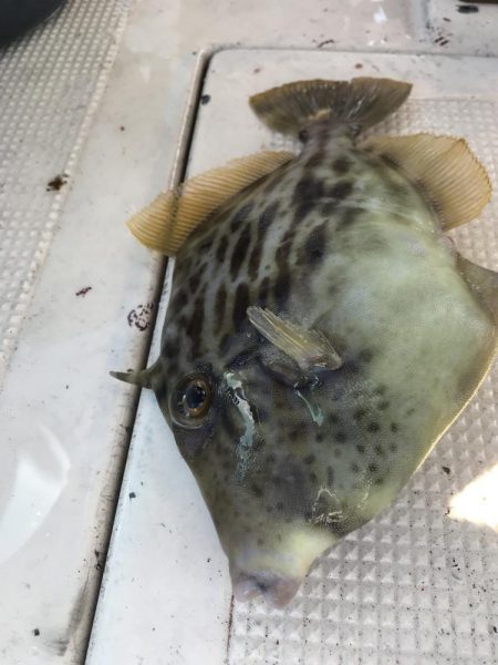 イカハゲショート