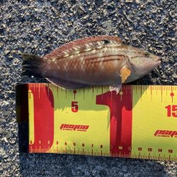 まさか翼港でガシラが釣れるとは…