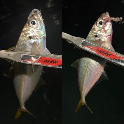 豆アジを釣るための答え合わせ