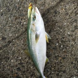 イカと太刀魚と青物