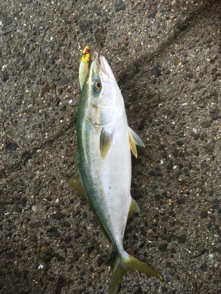 イカと太刀魚と青物