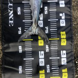 今年もサワラが釣れました