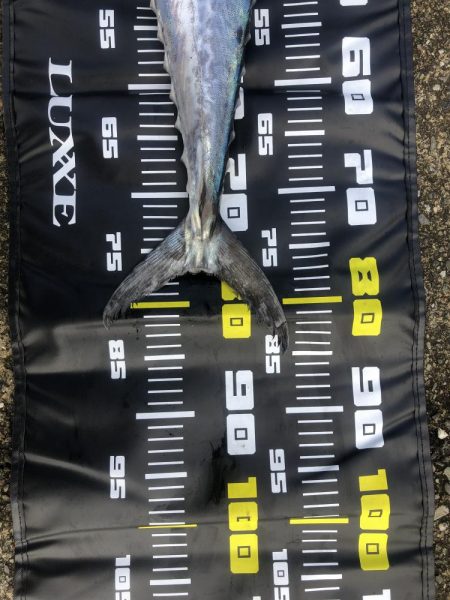 今年もサワラが釣れました