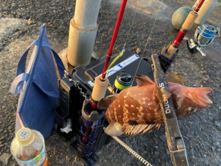 サゴシが入ればピッチングで入れ食い