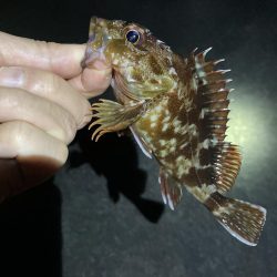 明石でメバリング