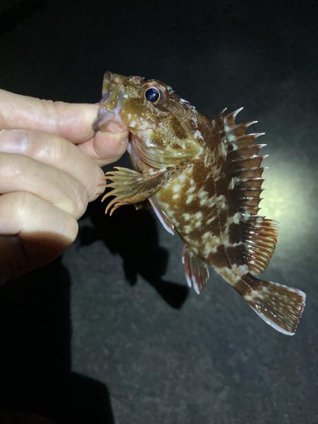 明石でメバリング