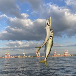 今朝は控え目な鯖無限城ww