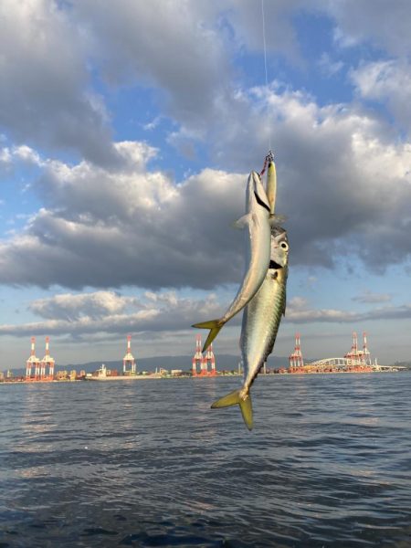 今朝は控え目な鯖無限城ww