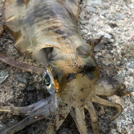 2021 佐渡ヶ島エギング 19回目