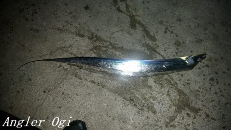 タチウオの引き釣りはボーズなし！