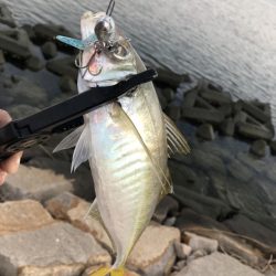 尺アジ居てます!