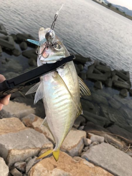 尺アジ居てます!