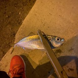 短時間アジング