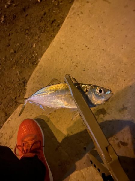 短時間アジング