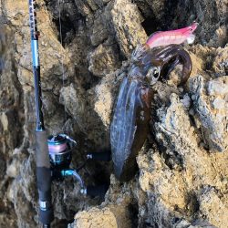 アオリイカと根魚三昧