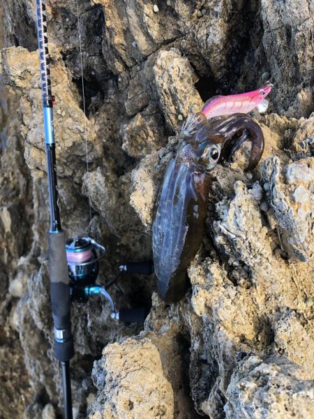 アオリイカと根魚三昧