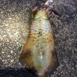 2021佐渡ヶ島 エギング　27回目