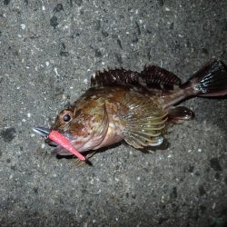 武庫一でライトワインド！