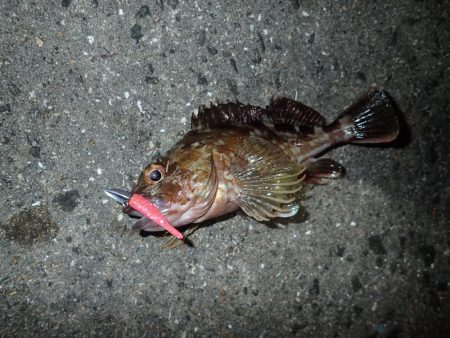 武庫一でライトワインド！