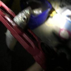 タチウオの数釣りも終わりか？