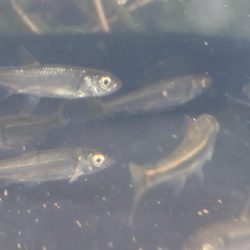 久しぶりの川魚釣り