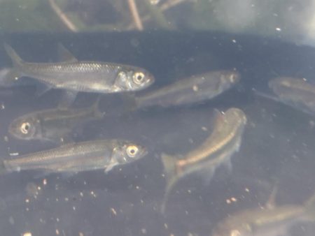 久しぶりの川魚釣り