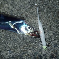 久々の2桁釣果^ ^