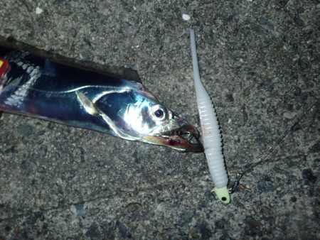 久々の2桁釣果^ ^