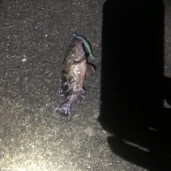 南港　朝マズメ　