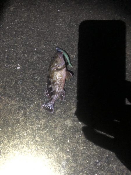 南港　朝マズメ　