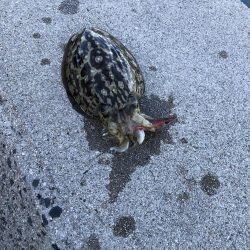 しまなみエギング ドピーカン