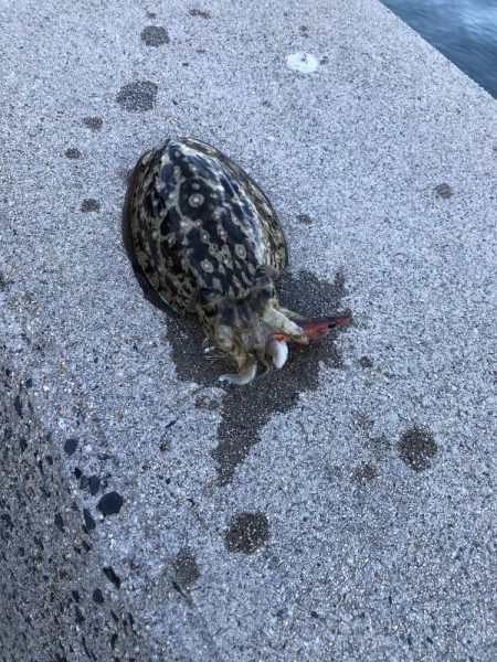 しまなみエギング ドピーカン