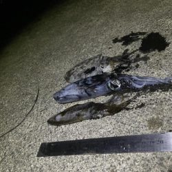 3杯 サイズなかなかあがってきた!