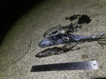 3杯 サイズなかなかあがってきた!