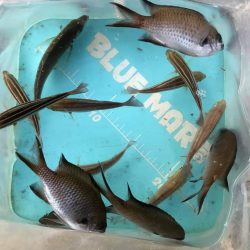 秋はイカがおすごし?