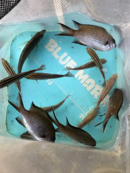 秋はイカがおすごし?