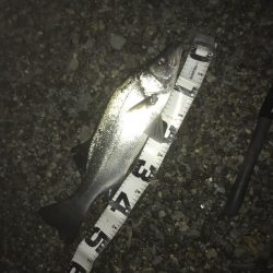 楽しいヒラセイゴ