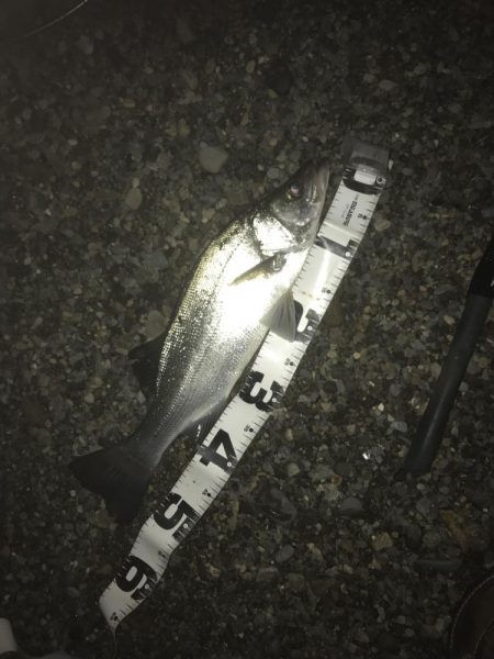 楽しいヒラセイゴ