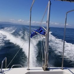 下津井沖の釣果