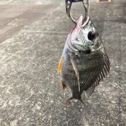 サバすら、釣れない。