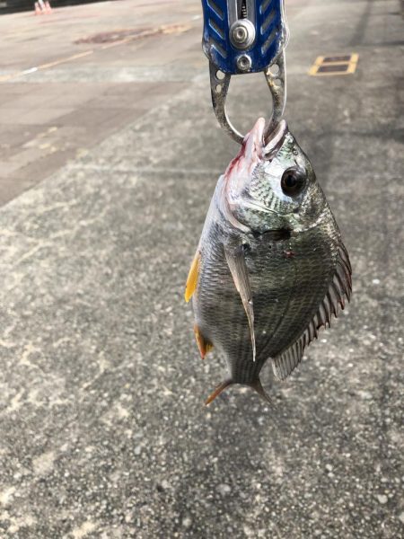 サバすら、釣れない。