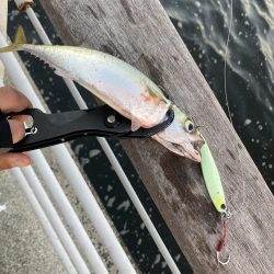 鯖が控え目な大潮最終日の朝。。。