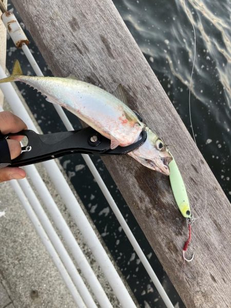 鯖が控え目な大潮最終日の朝。。。