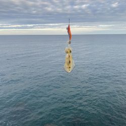 連日のエギング