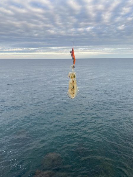 連日のエギング