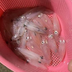 今年初のヒイカ釣り！！